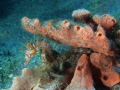   Lined Seahorse Seahorses are rare find South Florida waters also difficult photograph because they often tuck their heads down turn away. Olympus e520 camera twin Inon strobes away  